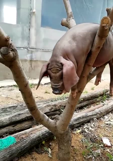 母猪真的上树了?让那些傻女人相信男人靠得住?