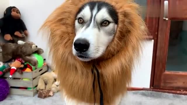 主人给哈士奇穿上了狮子装,二哈看着还是有那么一点霸气
