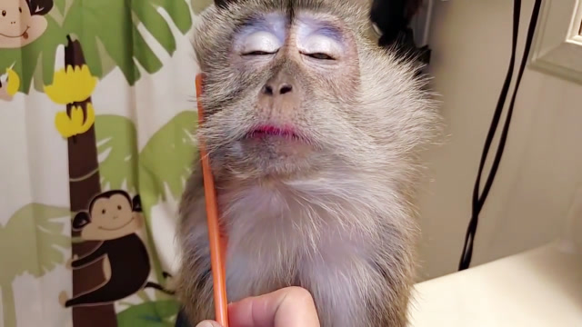 美女给猴子化妆,化完妆的猴子娇艳得像小仙女,网友:活得不如猴