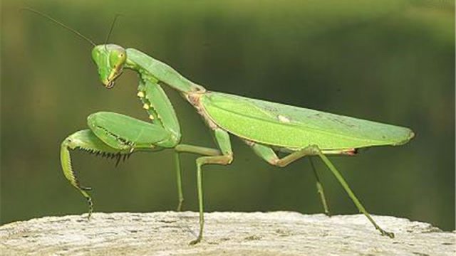 巨型螳螂吃人照片图片