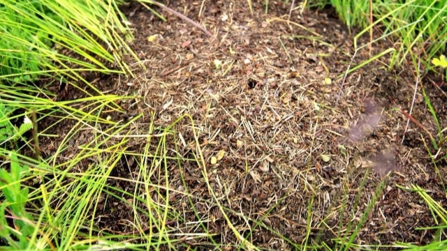 在家乡有一种野草叫"蚂蚁草",却是常用中药,你那里叫什么?