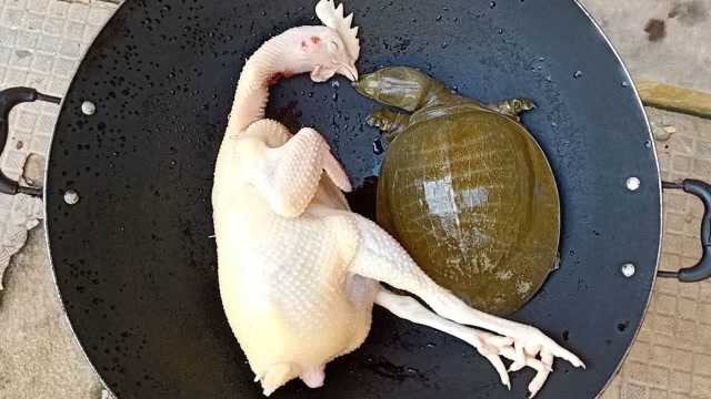 几百元的甲鱼和一只鸡这样做,满满的一锅都不够吃,越吃越想吃