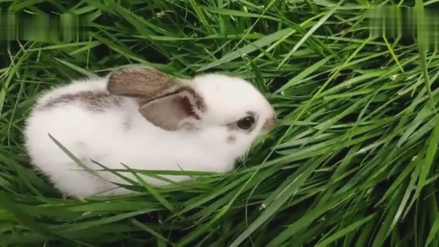 小白兔吃草的速度好快吖兔子萌宠