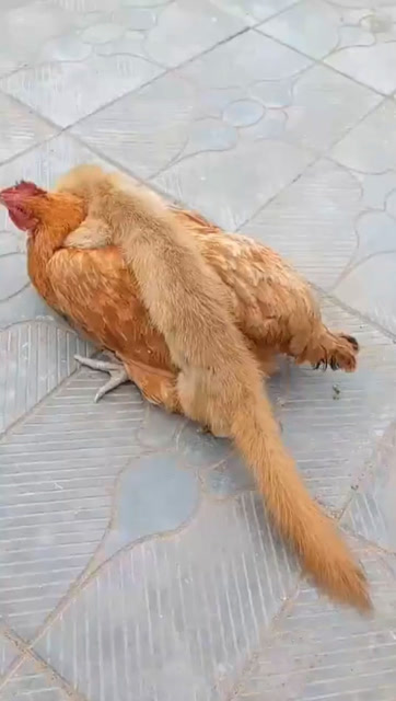 黄鼠狼吃鸡,这是睡着了吗?