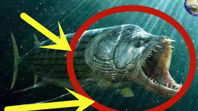 饿了15天的食人鱼有多恐怖?把电鳗扔进去后,场面炸了锅一样!