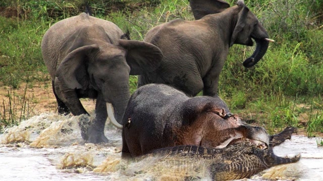 大象过河中途遭河马阻拦,大象杀鸡儆猴,将倒霉河马揍到怀疑人生