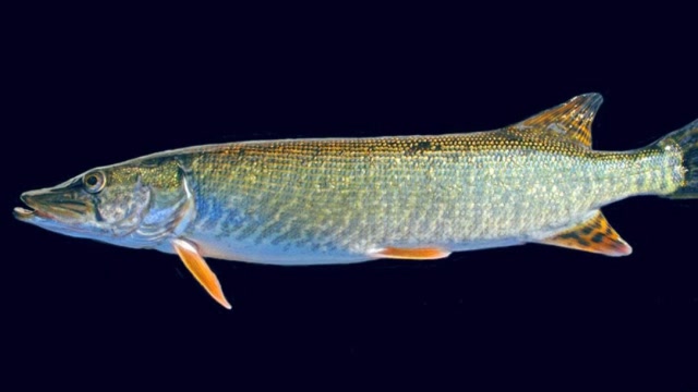 肉食性鱼类性情凶猛残暴,肉质鲜美