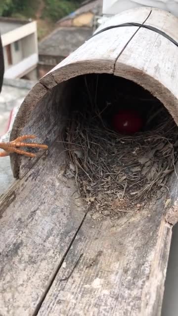 发现个八哥窝!还会说话呢!里面还有红色的鸟蛋