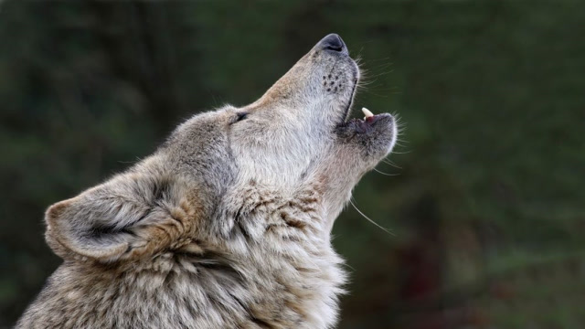 当狼听到救护车的叫声,表情很丰富,它的野性要爆发了!