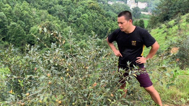 农村小伙返乡创业,投资种植100亩油茶树,一年收益50万元