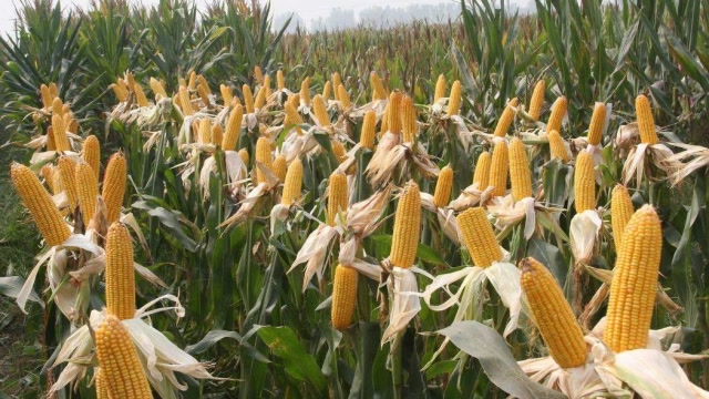 农民种植玉米,成熟期做好3点管理,玉米提前成熟5-6天