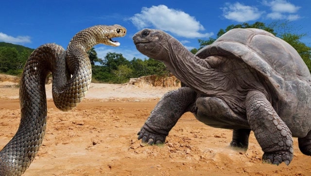 真武大帝部下战将龟蛇内战到底孰强孰弱网友看完后蒙了