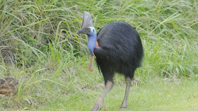澳洲"食人鸟",是世界上最危险的鸟,看到它就自求多福吧