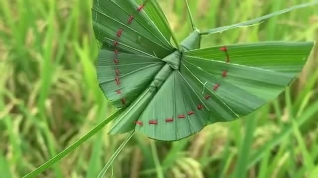 棕榈叶的蝴蝶,看看心灵手巧的小姐姐怎么编的,太有创意了!