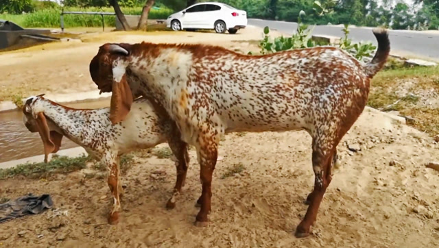 大花斑羊竟对这么小的同伴感兴趣,这身高差着实有点