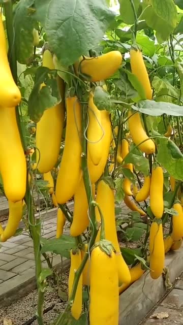 就想问问这茄子和香蕉是什么关系?