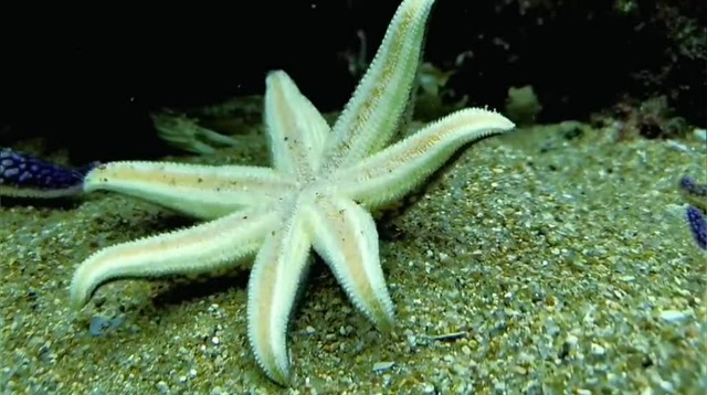 七角蓝海星掉到地上摔的四仰八叉,又因为脚多不好协调