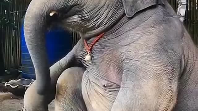 一只自娱自乐的大象,竟然跟个人似的,看着让人真喜欢!