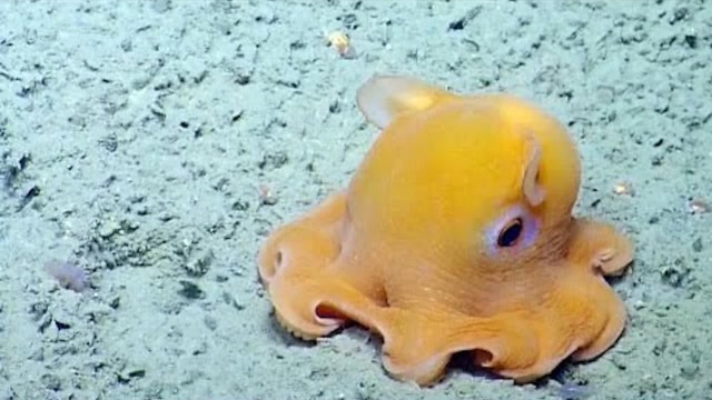 海里的奇特生物烙饼章鱼害羞时还会捂脸引起了各路吃货的注意