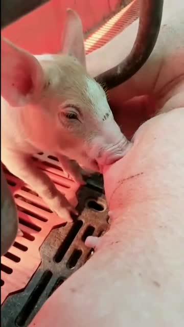 这个视频火了小猪吃奶的样子好萌啊真想把它抱回家去