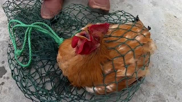 阳哥赶海发明神器,自己贡献家养老母鸡,今天能抓到大货吗