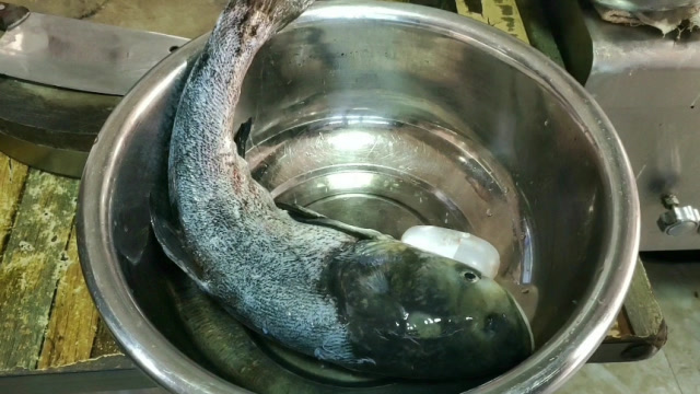 买来一条大花鲢,找餐馆大厨帮做了3种吃法,3种味道都安逸