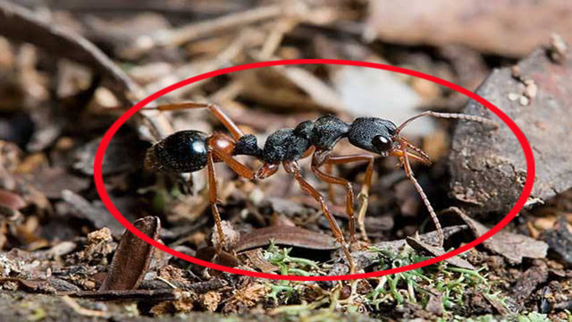 我们平时见的蚂蚁很小,但这斗牛犬蚁长40厘捕食都是单方面作战!