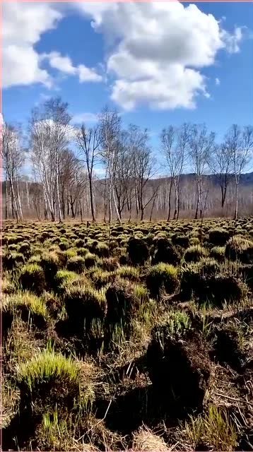 东北有块神奇的草地,全是这种草墩子,至今没人敢走进去!