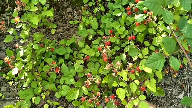 湖北小伙上山搞野,看到有好多小果子,走近一看,原来是茅莓!