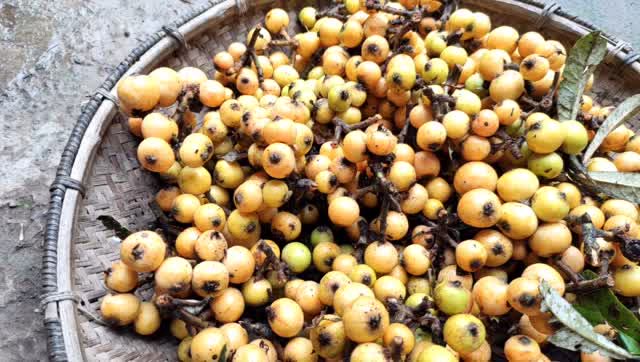 在农村随处可见的野生枇杷,还是和小时候的味道一样