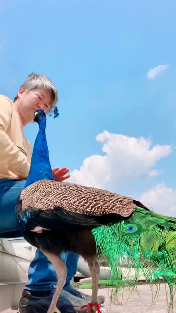 这孔雀真通人性,小伙指挥一下孔雀就会做动作!