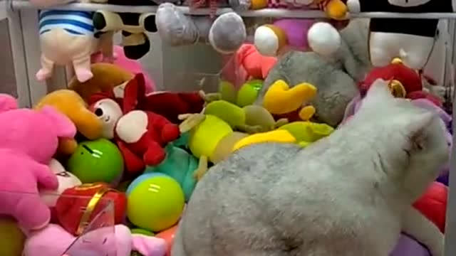 自己掉下来的大肥猫,这次抓娃娃,我绝对的赚到了