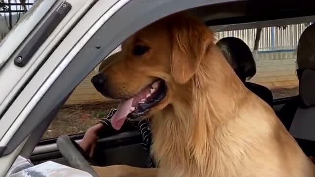偶遇一只会开车的金毛,主人坐在车里指导,厉害了
