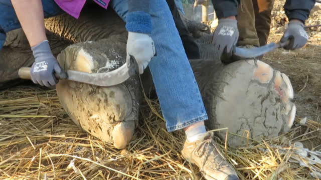 看着都觉得肉疼!给大象修脚犹如削土豆,大象却还一脸享受