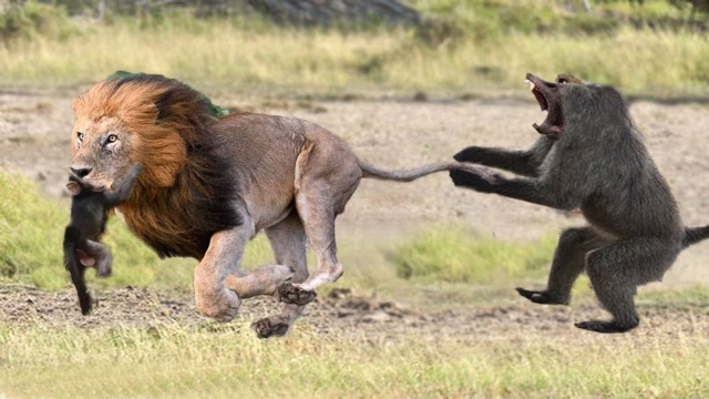 狮子捕杀小猴子,一口将小猴子咬住,猴子母亲只能在树上看着!