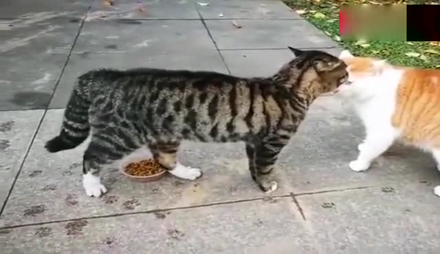 猫叫声驱鼠在线播放有没有瑟瑟发抖的心情网友老鼠尿了