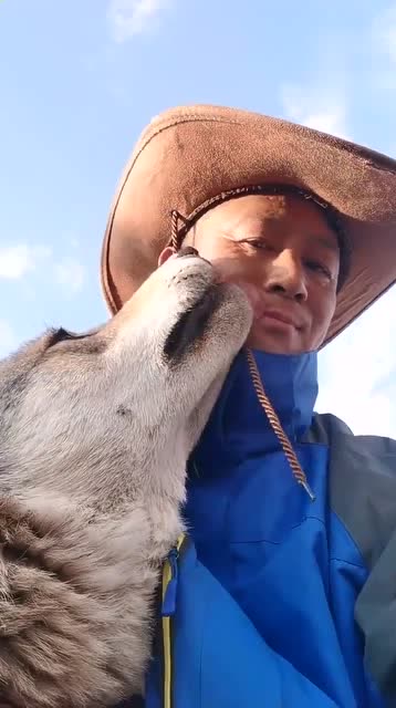 大叔上山看狼,狼王对着他的脸一顿舔,画面太美我承认羡慕了!