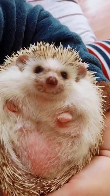 你还是一只刺猬吗,怎么这么胖