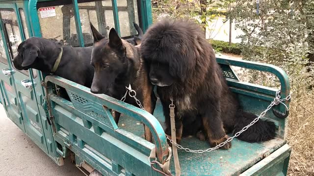 藏獒,马犬和拉布拉多一起坐车来到狗市,几条狗狗相处得挺好
