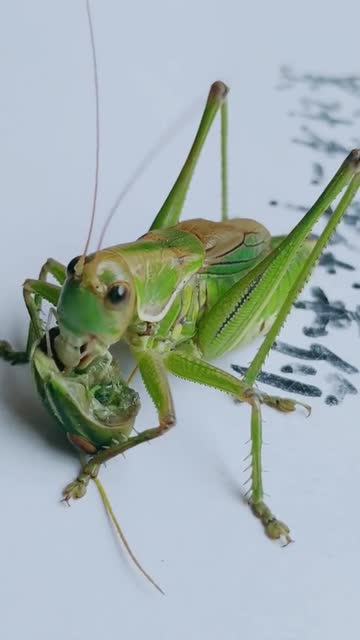 蝈蝈捕食大型虫真是太凶残了没想到蝈蝈还有这一面