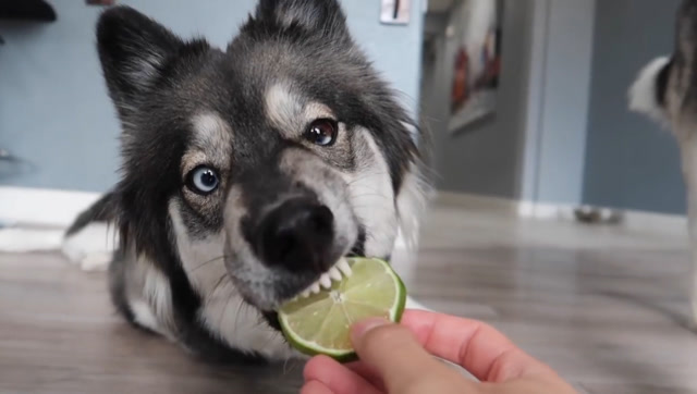 给二哈吃柠檬,它毫无反应,跟别人差距太大了吧