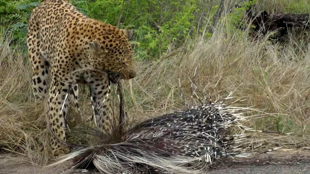 豹子对豪猪穷追不舍,终于忍不住咬了一口,结果豹子悲剧了