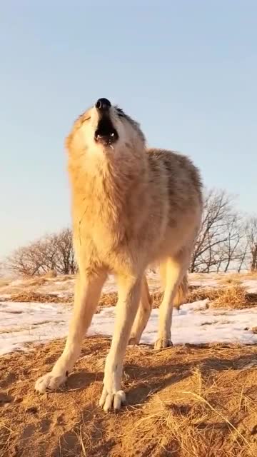 这才是真正的大灰狼听到这叫声网友纯血正统的狼