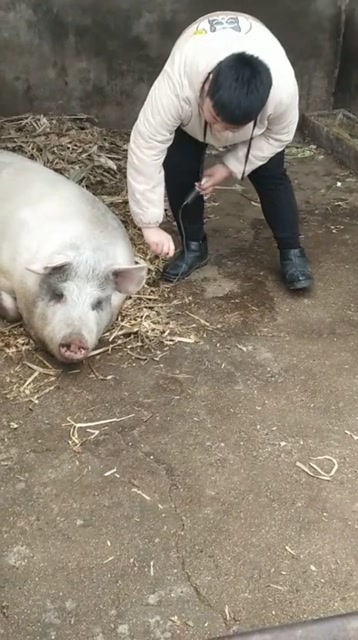 原来给猪打针是这样子的