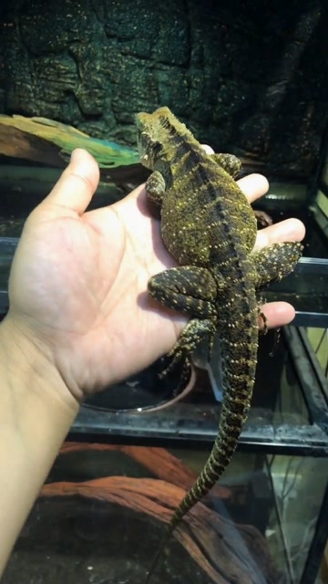 养了两年半的澳洲水龙,每天好吃好喝的伺候着,都胖成球了!