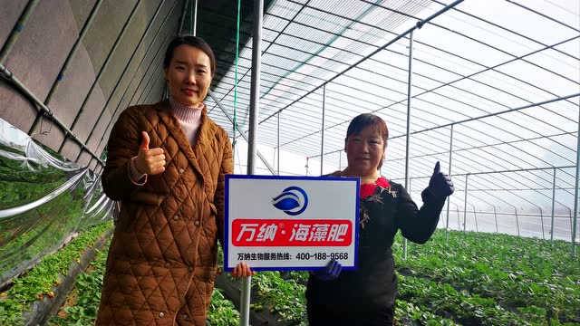 青岛万纳海藻肥平度草莓/甜宝,甜查理 大又甜!