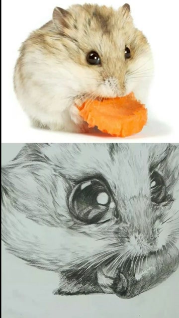 萌宠素描吃胡萝卜的小仓鼠