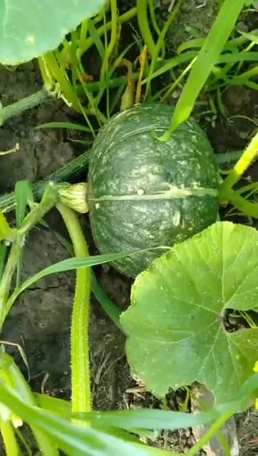 分享一个小妙招,矮瓜长得大的好办法,你学会了吗