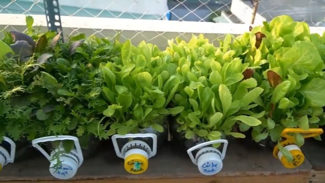 农村大叔教你利用回收塑料瓶种植蔬菜,居家也有种植的乐趣