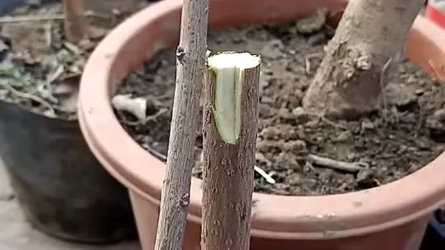 这是真正的嫁接高手,靠接腊梅技术成活率最高,你看懂了吗?